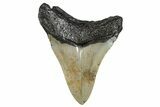 Serrated, Fossil Megalodon Tooth - North Carolina #274010-1